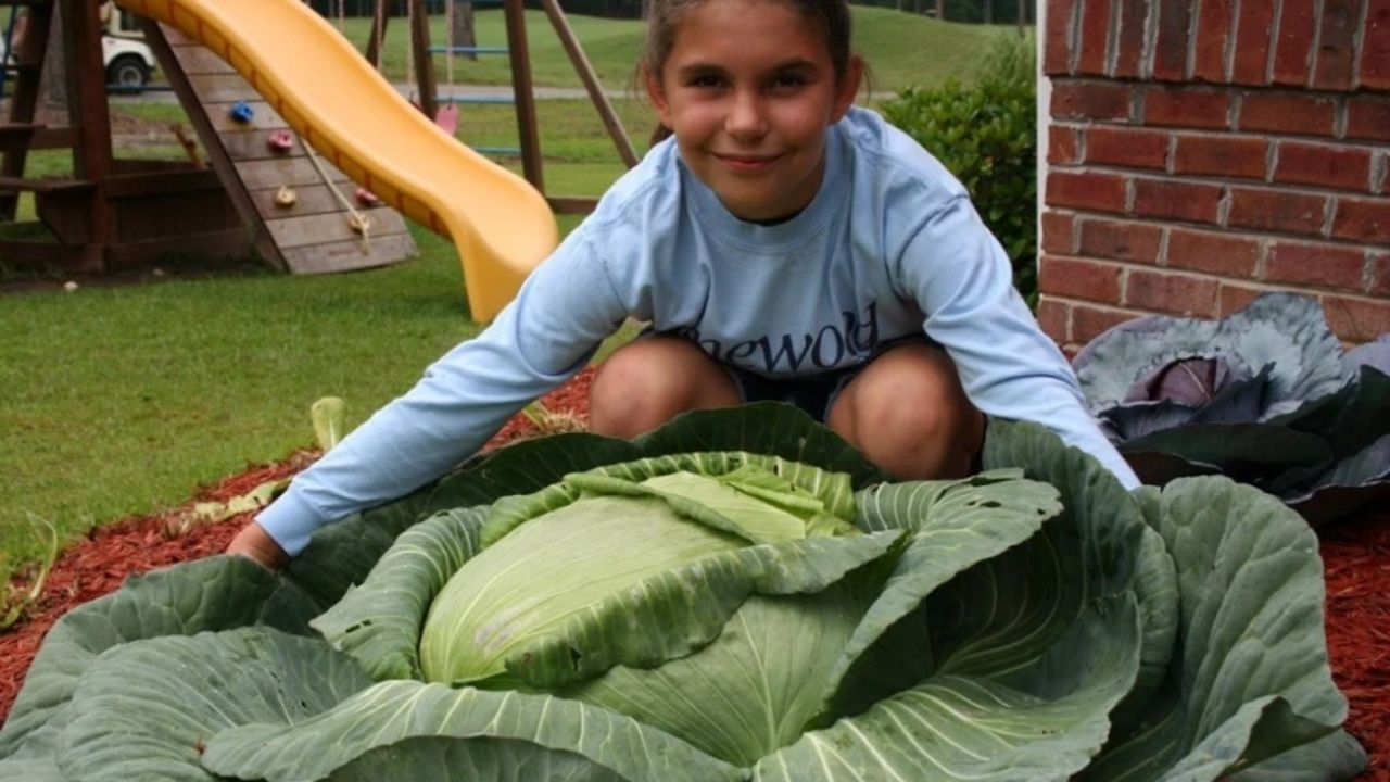 História do repolho gigante de Katie Stagliano inspira Katie’s Krops, hortas comunitárias e alimentos frescos contra a fome.