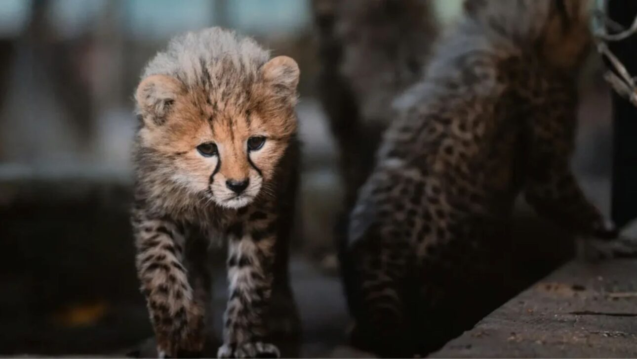 Índia solta felinos trazidos da África em reserva e vê nascer a segunda geração de guepardos 70 anos após a extinção
