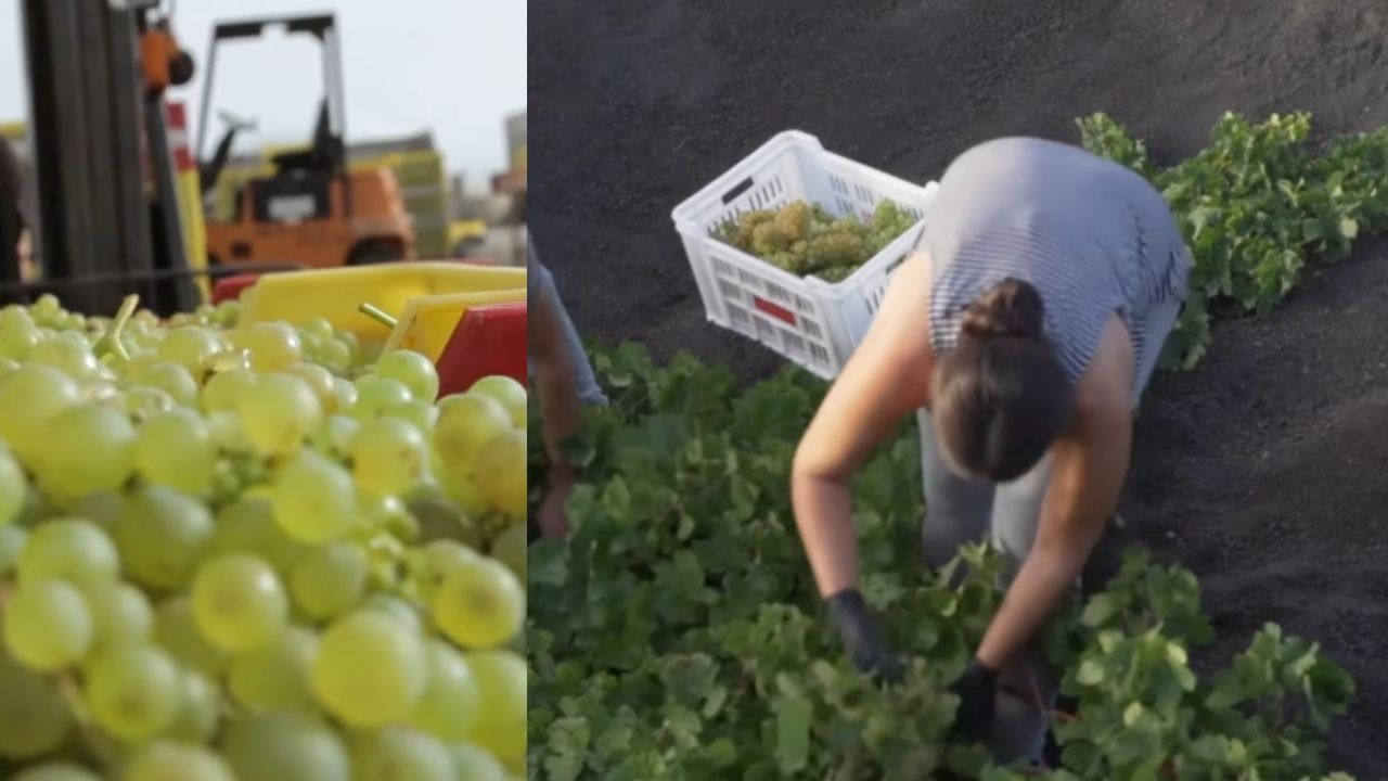 Solos vulcânicos sustentam uvas, bananas, laranjas sanguíneas e cactos em áreas marcadas por lava e cinzas.