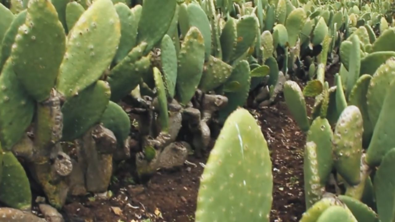 Solos vulcânicos sustentam uvas, bananas, laranjas sanguíneas e cactos em áreas marcadas por lava e cinzas.