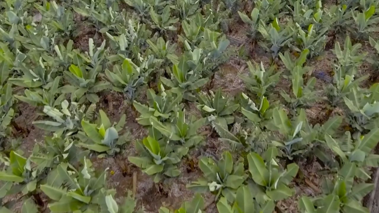 Solos vulcânicos sustentam uvas, bananas, laranjas sanguíneas e cactos em áreas marcadas por lava e cinzas.