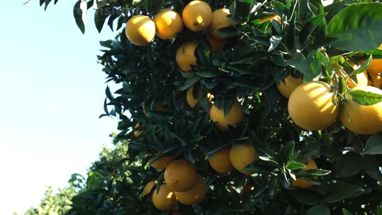 Solos vulcânicos sustentam uvas, bananas, laranjas sanguíneas e cactos em áreas marcadas por lava e cinzas.