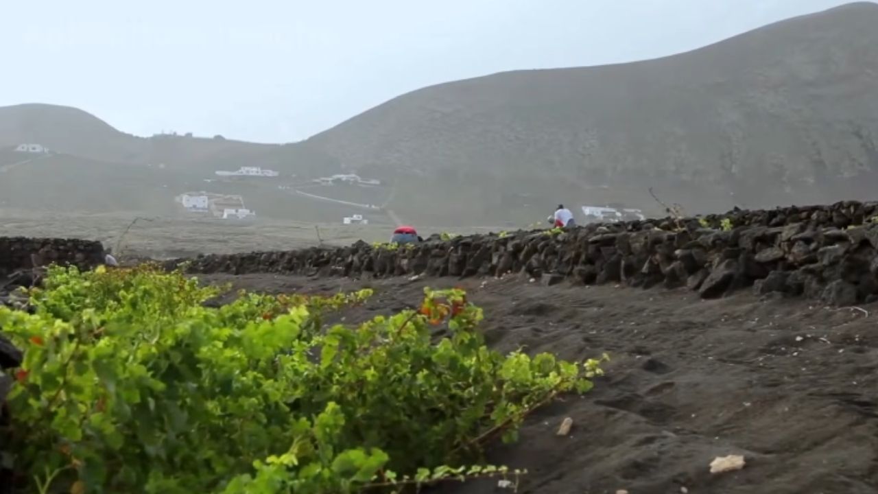 Solos vulcânicos sustentam uvas, bananas, laranjas sanguíneas e cactos em áreas marcadas por lava e cinzas.