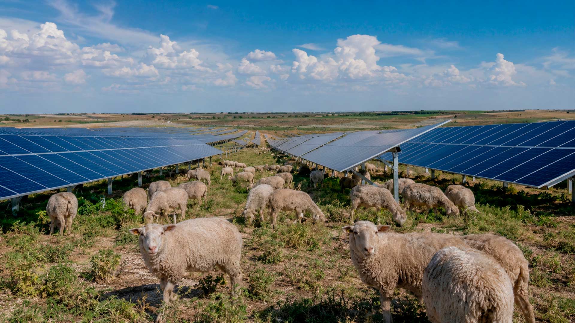 Usina solar no Texas usa 3 mil ovelhas para controlar vegetação entre 1,3 milhão de painéis fotovoltaicos