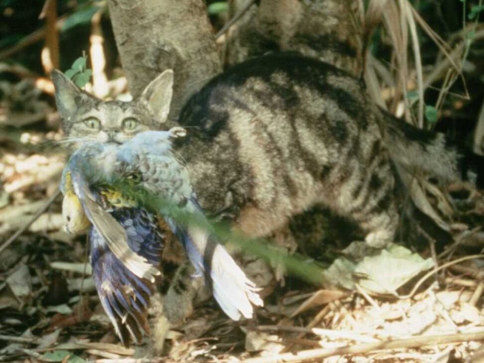 Cats kill billions of wild birds every year. This feral cat captured a pale-headed rosella. Image credit: Brisbane City Council (via Wikimedia)