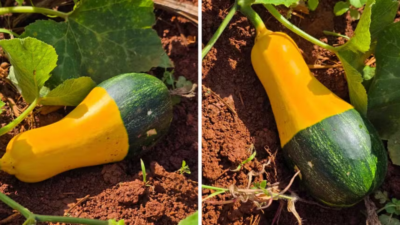 Conheça a história da abóbora BRS Brasileirinha, uma variedade bicolor desenvolvida pela Embrapa, e saiba como cultivar este fruto versátil e nutritivo. 