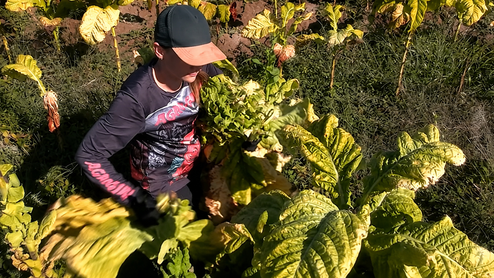 Jovem agricultora colhe folhas em lavoura durante o dia, representando a rotina no campo mostrada por Eloía Fiber nas redes sociais.