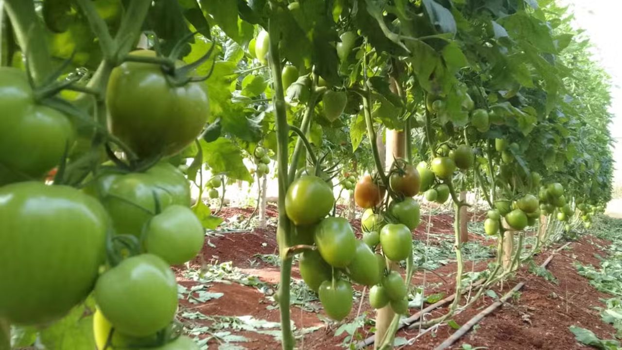Produção orgânica em Ibiporã abastece merendas escolares após advogado deixar carreira corporativa e investir em estufas, rotação de culturas e venda direta.
