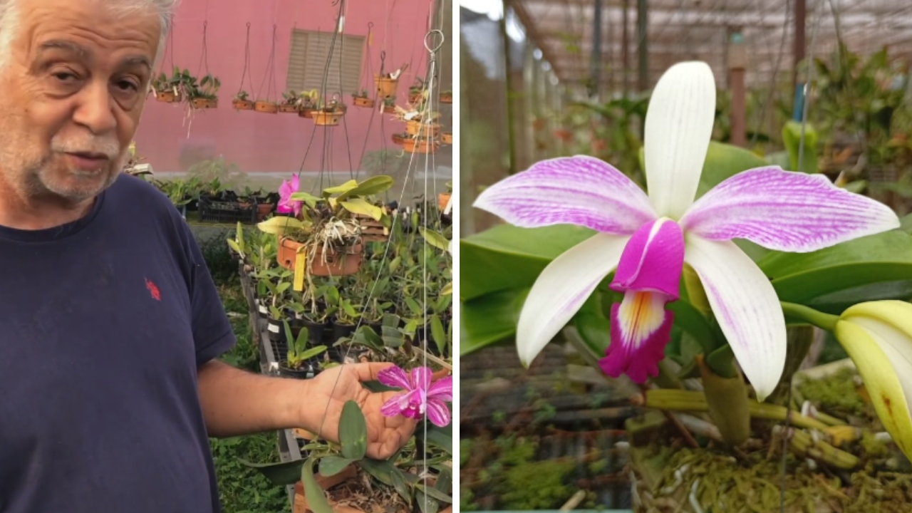 Orchids transformed João Batista's retirement into a business with 20,000 plants, monthly sales, and expanding revenue in Brasília.