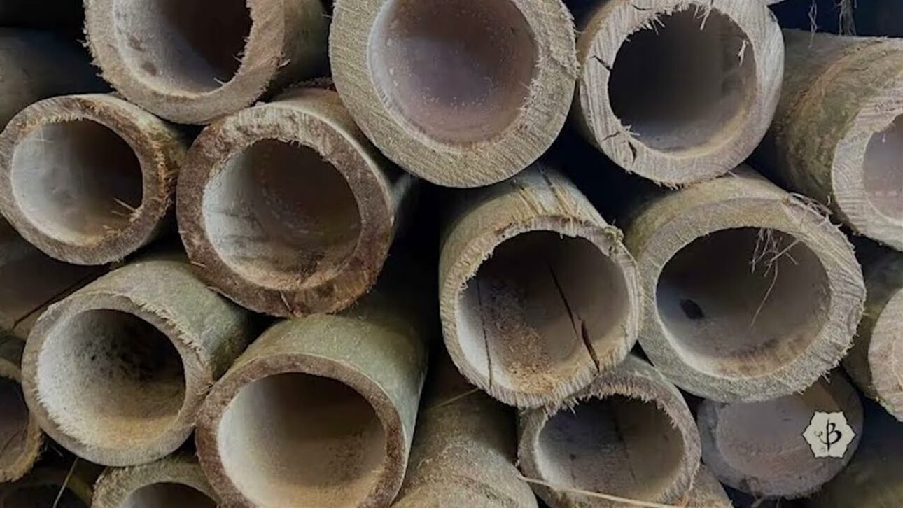 China transforma o bambu numa "madeira do pobre" em bambu de engenharia mais duro que madeira nobre, ergue prédio de 7 andares e pontes para caminhão; veja