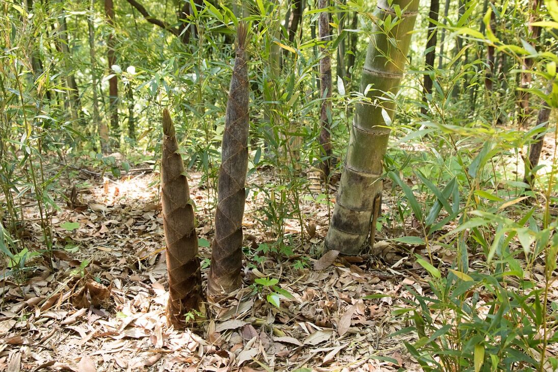 El bambú ingenierado de China es resistente como el acero y se convierte en sustituto de la madera en la construcción sostenible. Vea cómo la planta se convierte en material de punta.