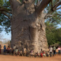 Baobá milenar na vila de Zwigodini, na África do Sul, é conhecido pelo povo Venda como "A Árvore que Ruge"