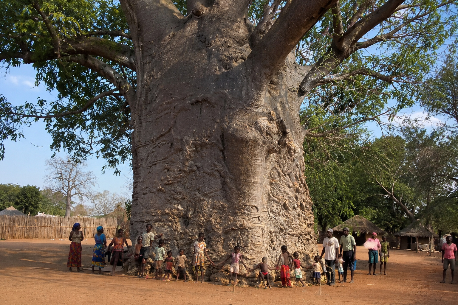 Baobá milenar na vila de Zwigodini, na África do Sul, é conhecido pelo povo Venda como "A Árvore que Ruge"