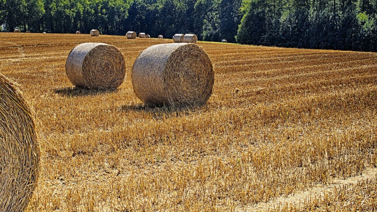 Palha e resíduo agrícola espalhados em uma lavoura já colhida. (Imagem ilustrativa)