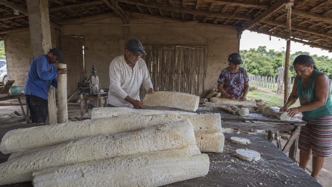 En las comunidades del Valle del Parnaíba, el tallo seco se convierte en materia prima en lugar de residuo