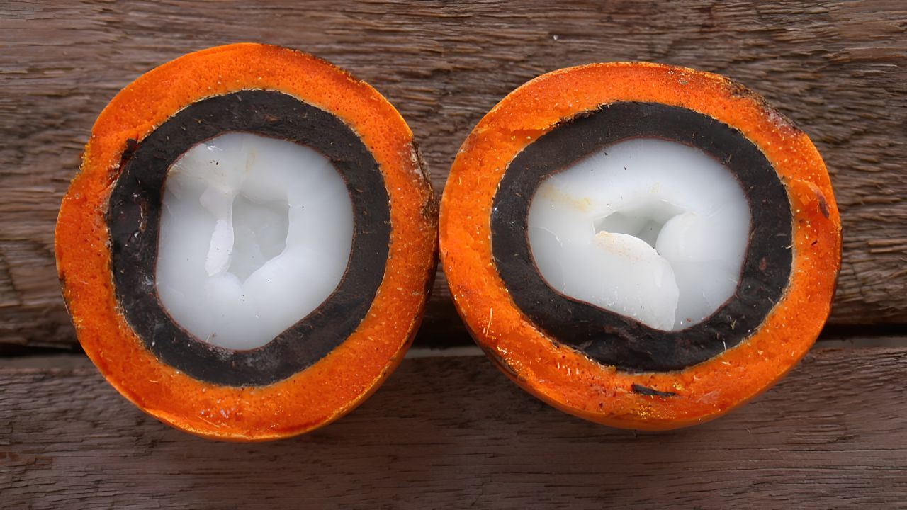Bioplástico de tucumã combina resíduos de frutos amazônicos com resina e já é usado em peças para construção civil, bicicletas, copos e impressão 3D.