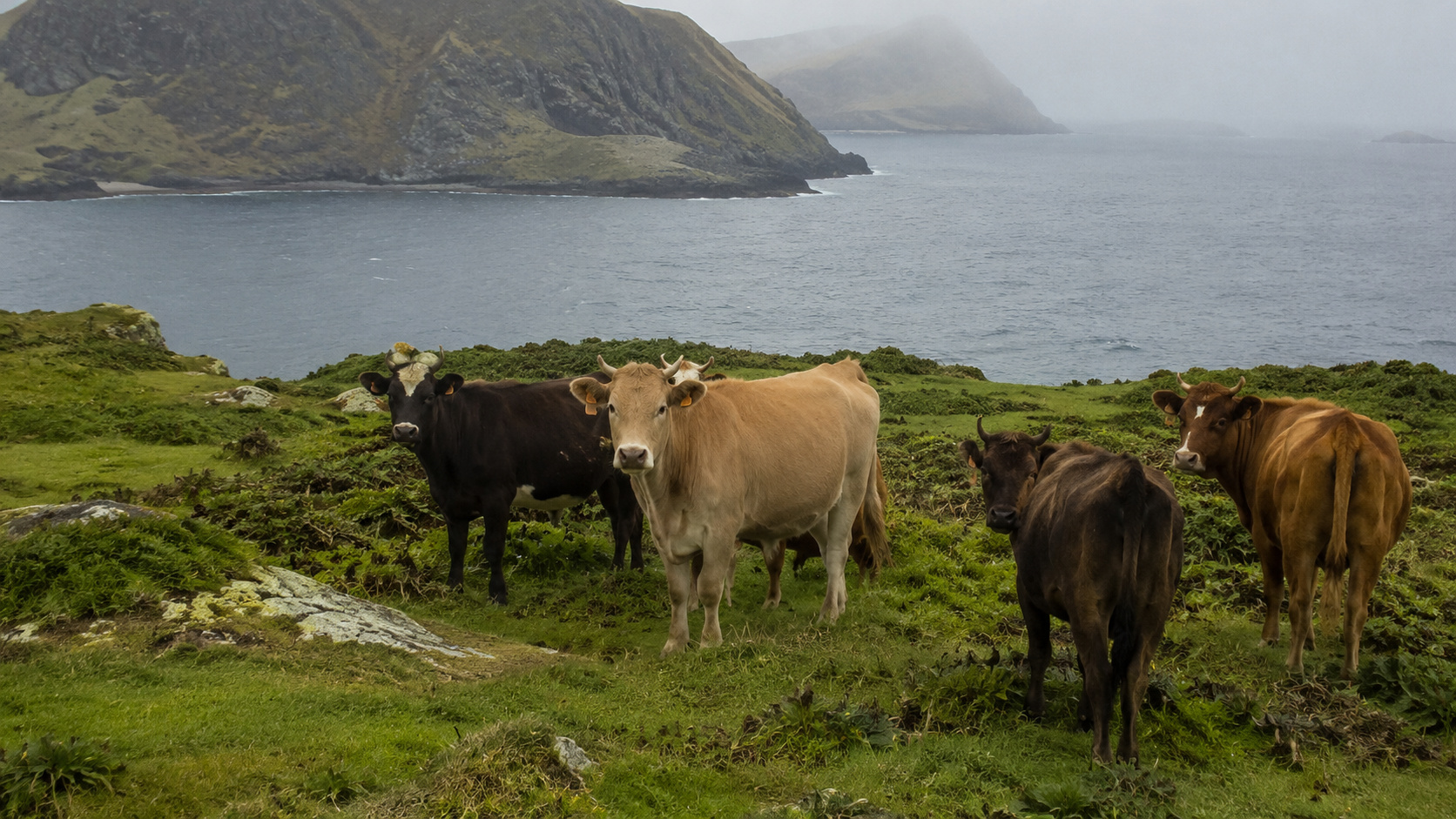 Rebanho de bovinos em uma área costeira isolada da Ilha Amsterdã, cercada por montanhas e oceano, representando os animais que sobreviveram por mais de 130 anos em ambiente selvagem antes dos estudos de análise genética.