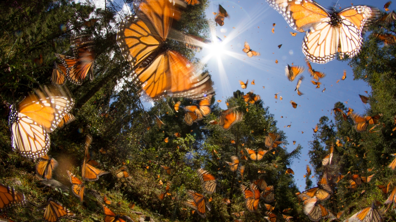 Monarch butterflies are now tracked in real-time by solar tags with Bluetooth, allowing mapping of routes, stops, and environmental effects.