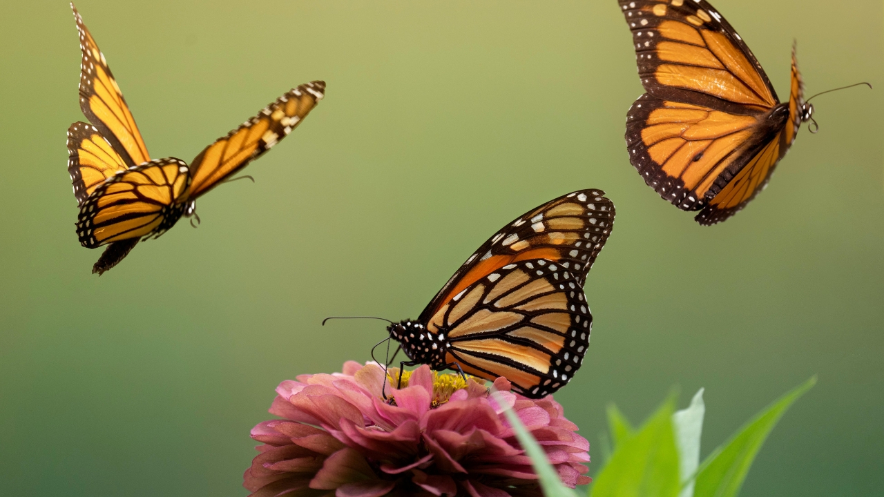 Monarch butterflies are now tracked in real-time with solar tags with Bluetooth, allowing mapping of routes, stops, and environmental effects.
