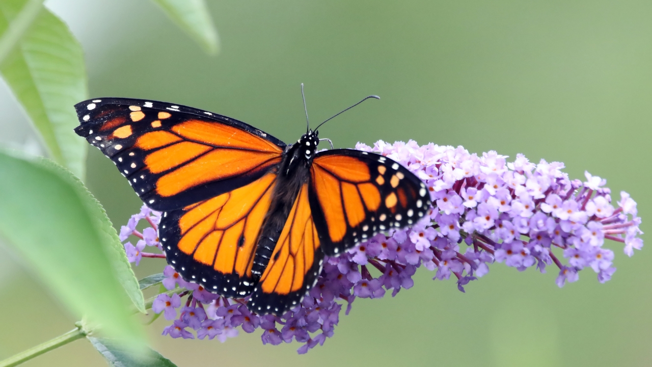 Monarch butterflies are now tracked in real-time by solar tags with Bluetooth, allowing mapping of routes, stops, and environmental effects.