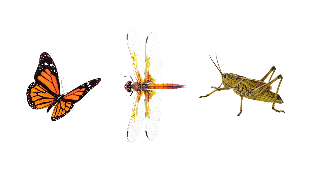 Monarch butterflies are now tracked in real-time by solar tags with Bluetooth, allowing mapping of routes, stops, and environmental effects.