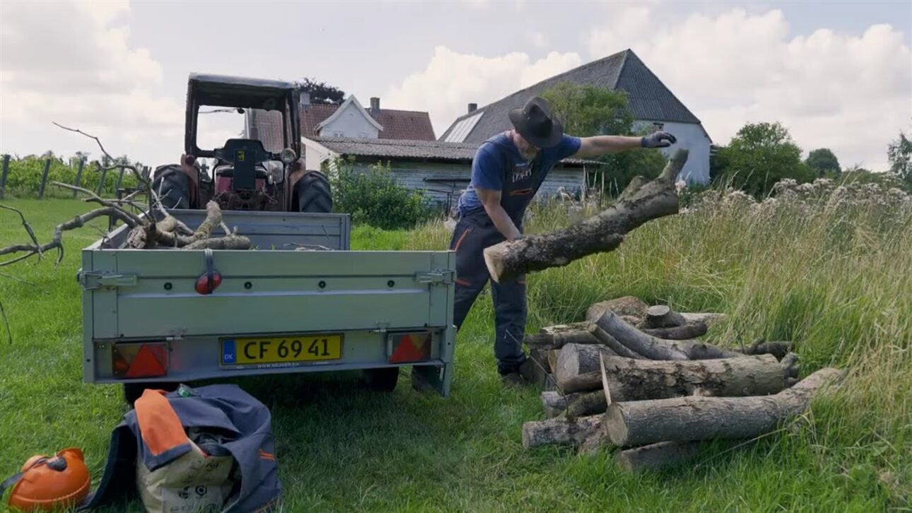 The felled alder logs are loaded for the homemade sawmill.