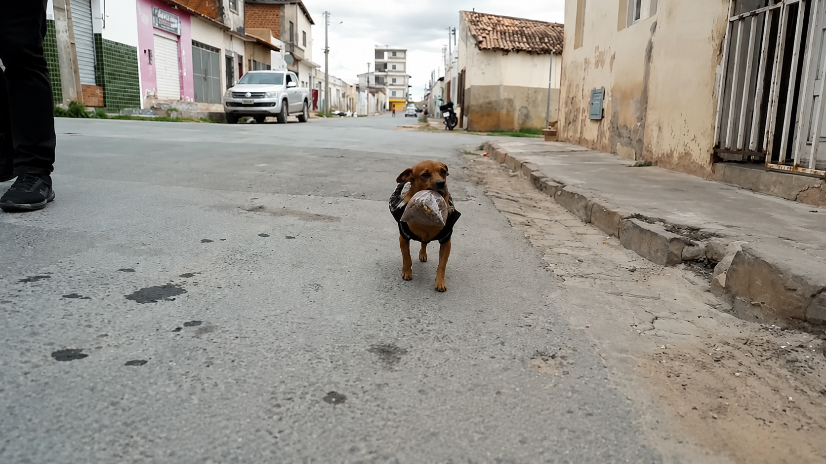 Cachorro caramelo caminha por rua de Irecê carregando pacote de ração na boca após ir ao mercado.