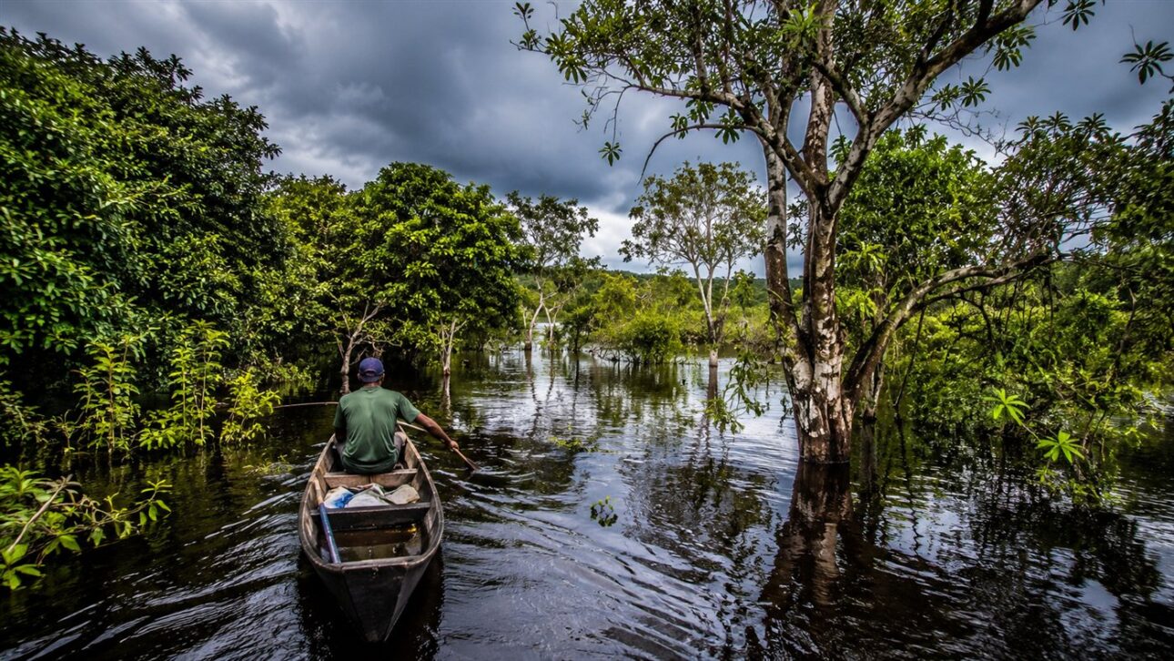 The canoe glides between the flooded trees where fish feed on the fruits.