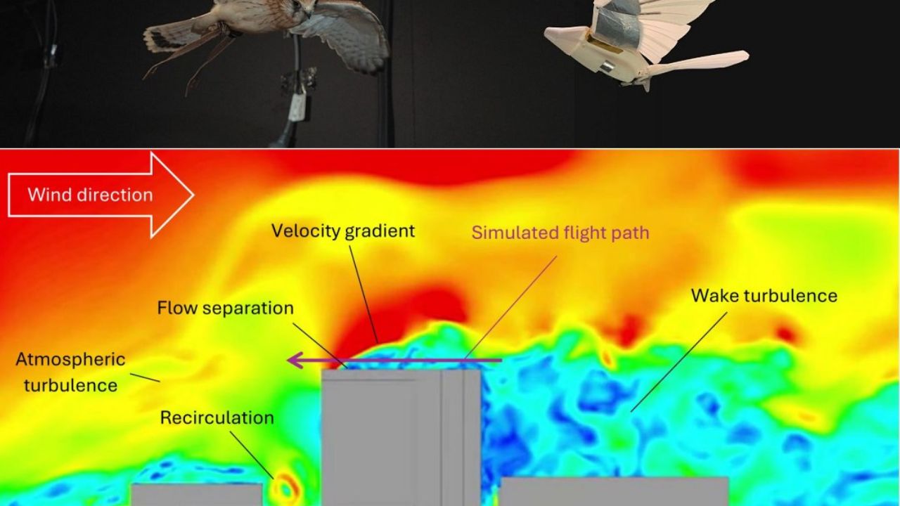 Pesquisadores desenvolveram um pássaro robótico inspirado no falcão para resolver problemas de estabilidade aérea em ambientes urbanos e turbulentos.