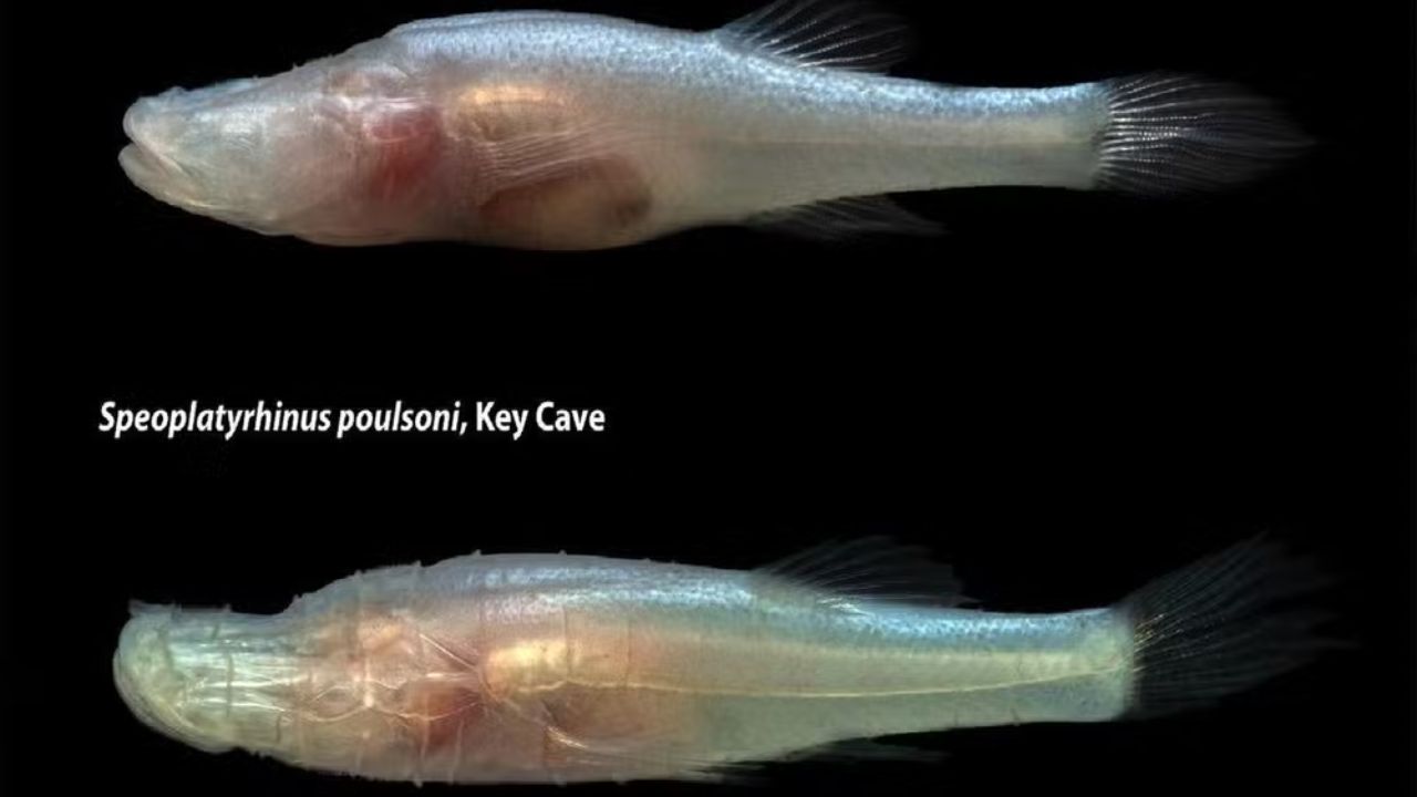 Peixe sem olhos descoberto em uma caverna do Alabama mede menos de 5 centímetros, possui diferenças genéticas profundas e recebeu um gênero exclusivo.