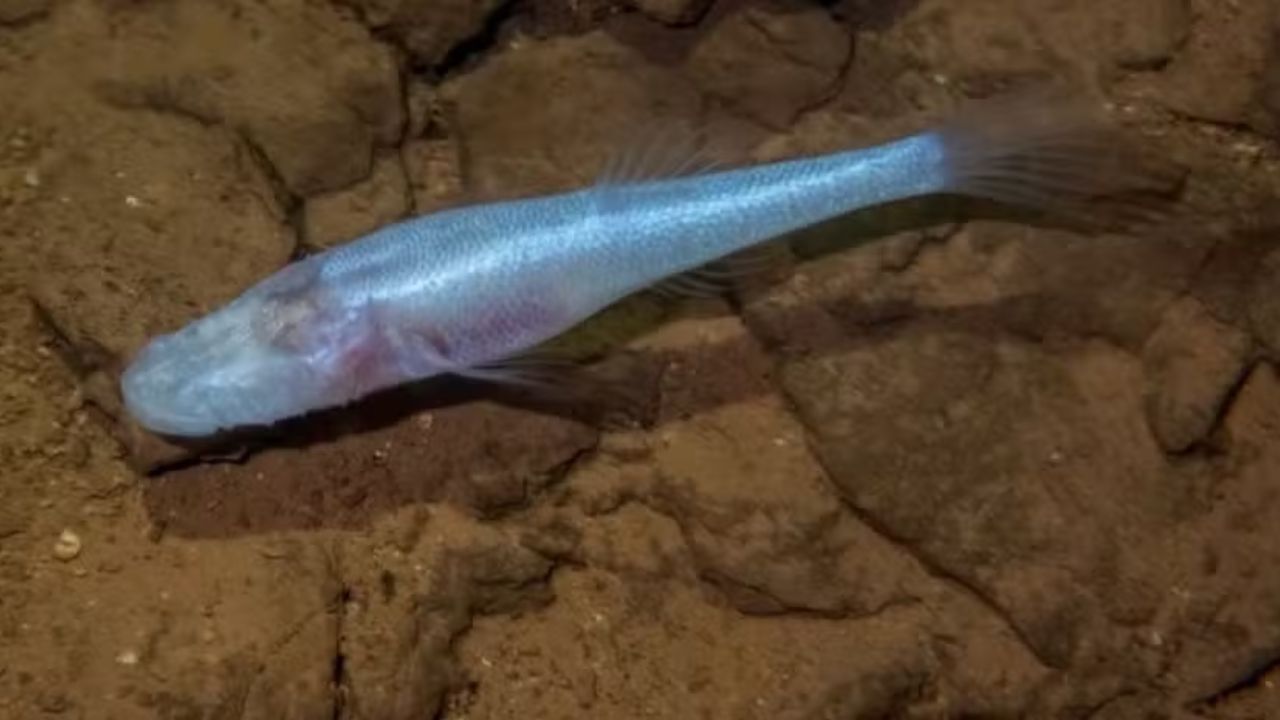 Peixe sem olhos descoberto em uma caverna do Alabama mede menos de 5 centímetros, possui diferenças genéticas profundas e recebeu um gênero exclusivo.