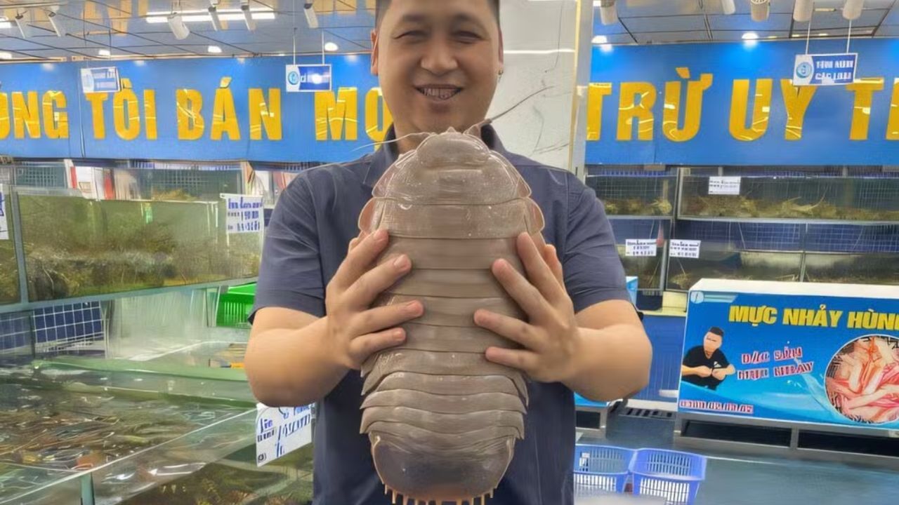 Nova espécie de isópode gigante identificada no Vietnã pode alcançar 32,5 centímetros e reforça o quanto a biodiversidade das águas profundas ainda é pouco conhecida.