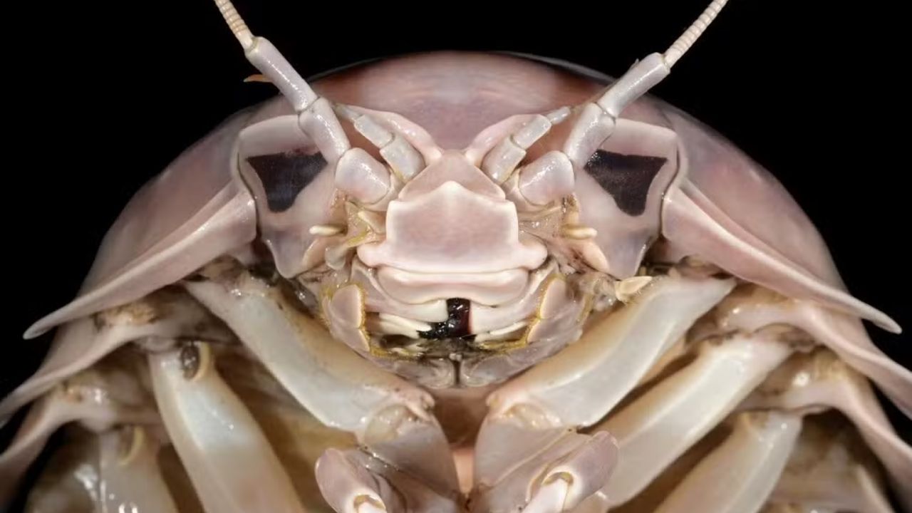 Nova espécie de isópode gigante identificada no Vietnã pode alcançar 32,5 centímetros e reforça o quanto a biodiversidade das águas profundas ainda é pouco conhecida.