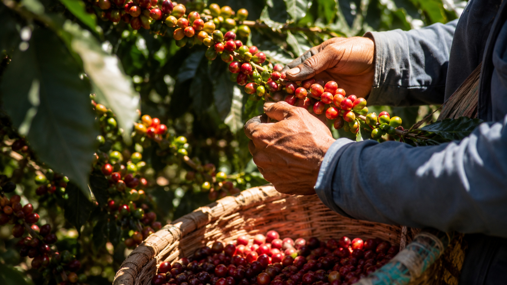 Colheita de café já alcança 60% no Cerrado Mineiro, mas um detalhe observado na maturação dos frutos pode reduzir a quantidade de cafés espe…