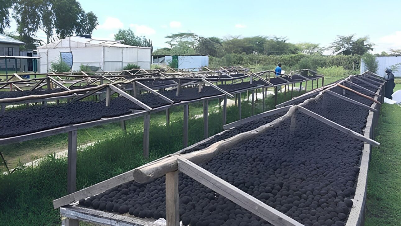 Sanivation, in Kenya, converts human waste into briquettes with solar energy, reduces pressure on forests and expands sanitation.