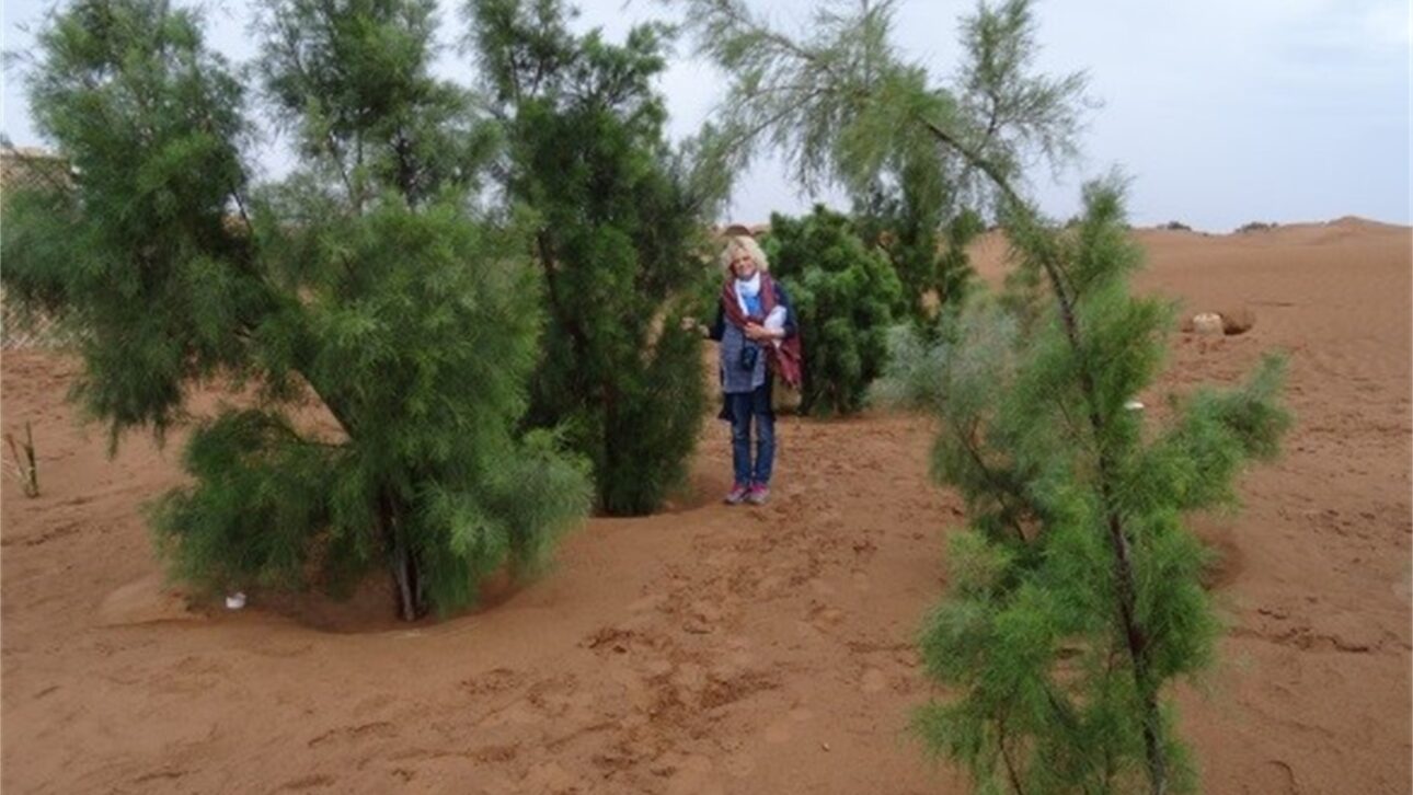 Área antes degradada onde fileiras de mudas plantadas com a Waterboxx voltaram a crescer, formando uma nova cobertura verde no antigo deserto. (Foto: Divulgação/Groasis)