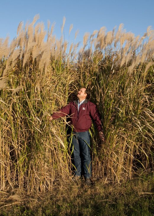 Colheita mecanizada do miscanthus: a mesma biomassa que abastece caldeiras de bairro também vira fardos usados para construir e isolar casas. Crédito: Hamsterdancer / Wikimedia Commons (CC BY-SA 3.0).