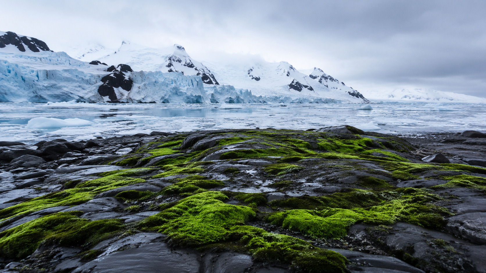 O esverdeamento da Antártida é real: o musgo cresceu 10x na Península Antártica com o aquecimento global, e o degelo ameaça o nível do mar. Entenda.