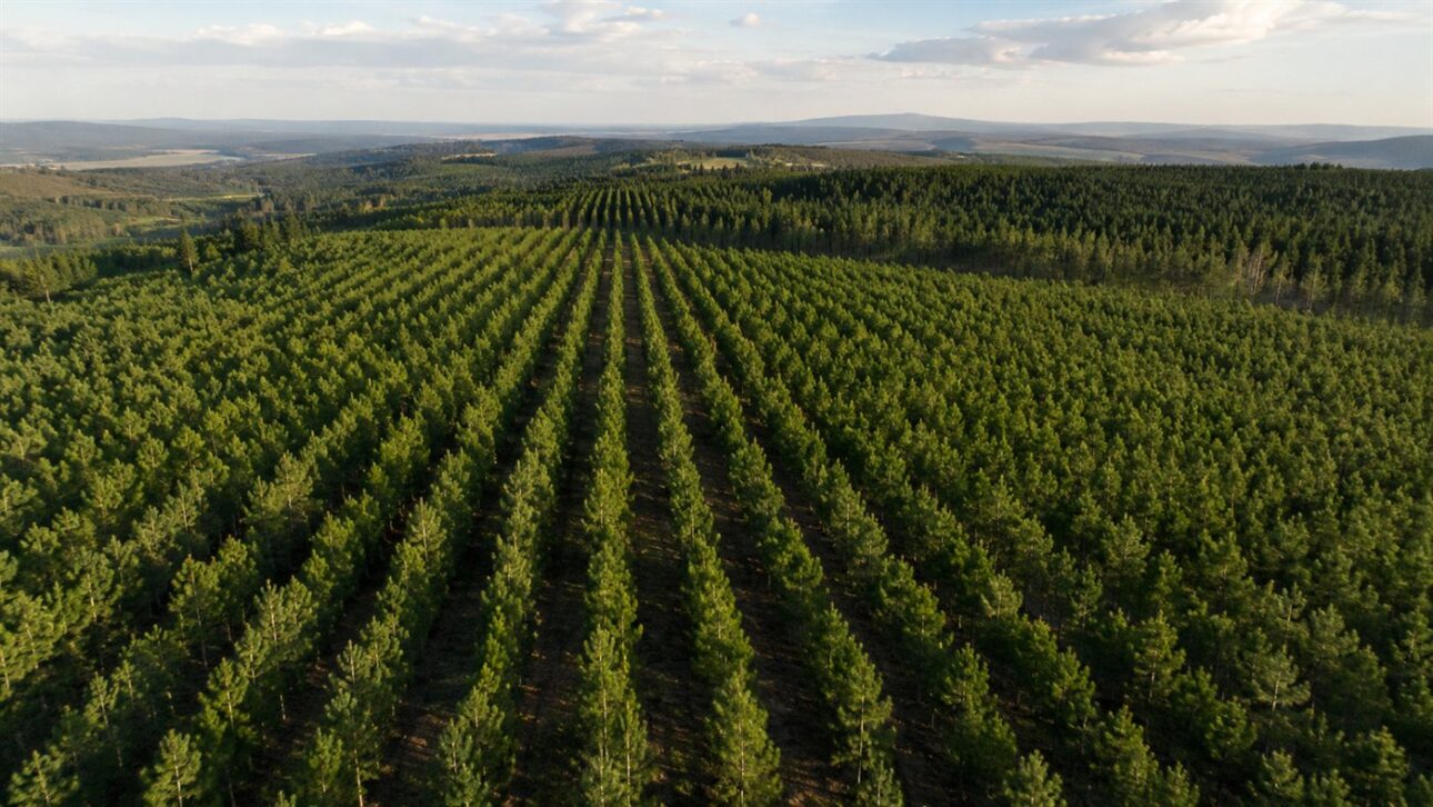 Planted pine forest in rows, the renewable wood of the Brazilian pencil