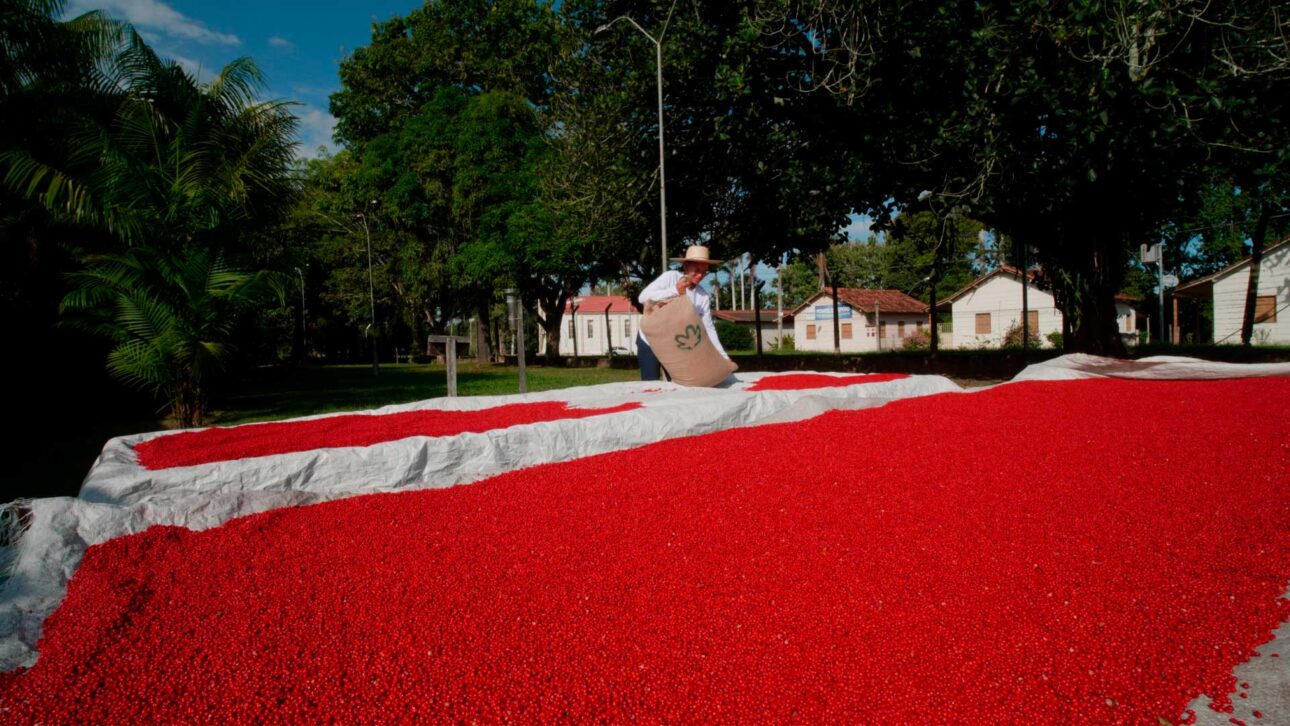 fazenda-passou-a-fornecer-pimenta-rosa-para-a-Natura