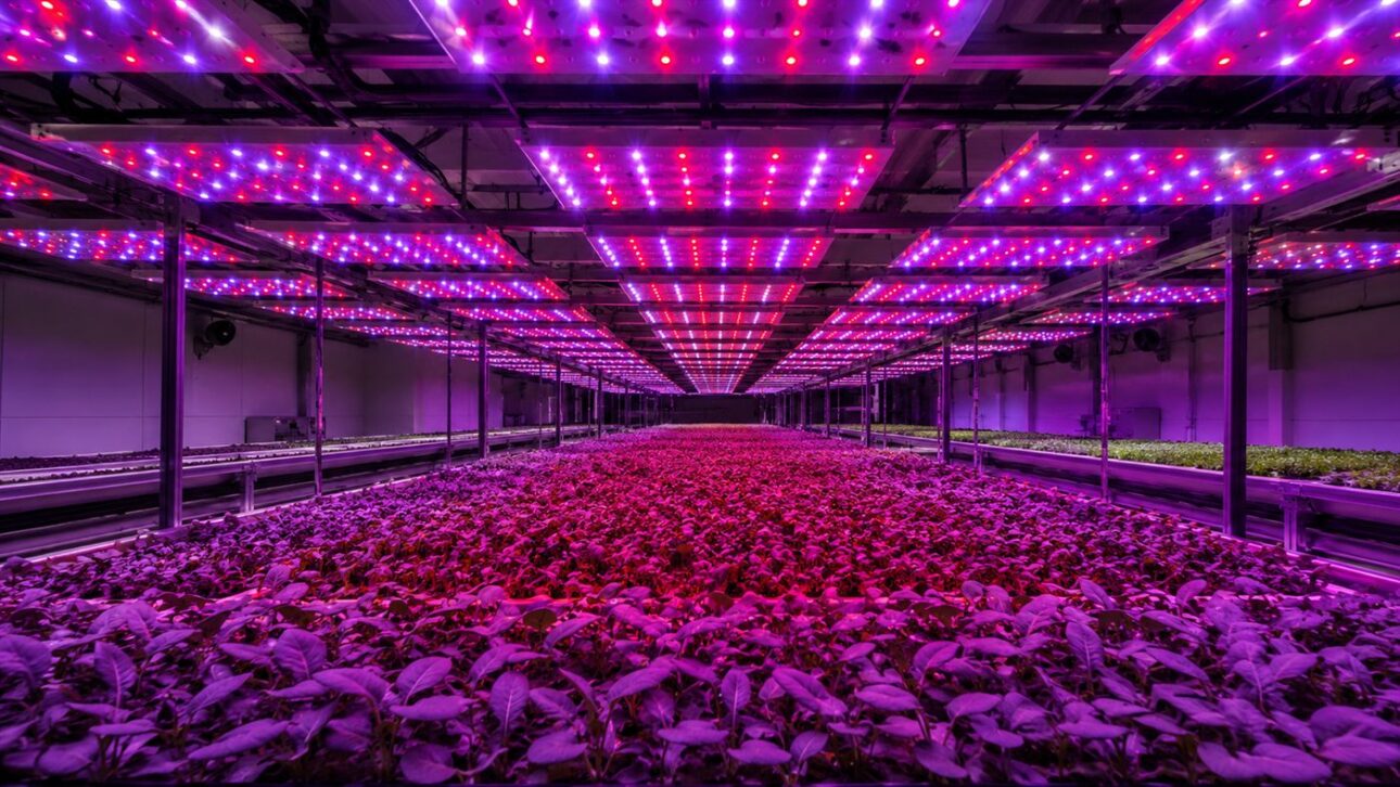Painéis de LED iluminando plantas dentro de um galpão fechado, principal fonte do custo que quebrou o modelo.