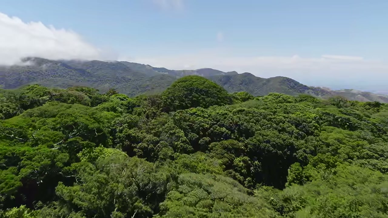 Adventurer climbed a giant strangler fig alone in Costa Rica and slept in the canopy: see the climb and the biology of this tree of nature.