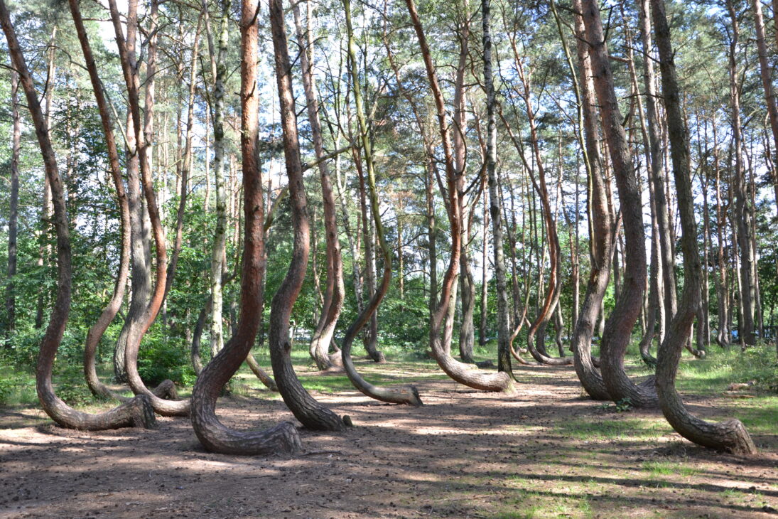 Decades after their planting, the enigmatic pines of the Crooked Forest continue to intrigue researchers and visitors