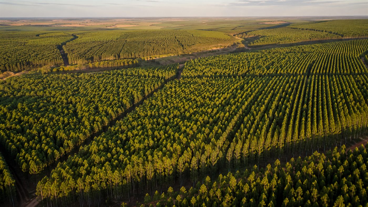 Floresta energética: a FS plantou quase 100 mil hectares de eucalipto e bambu em Mato Grosso para queimar como biomassa e mover suas usinas de etanol.