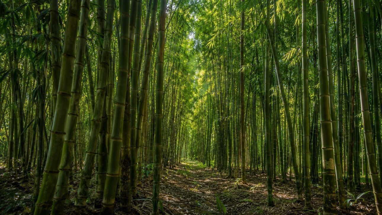 O bambu, de ciclo mais curto que o eucalipto, entra na conta da biomassa da empresa.