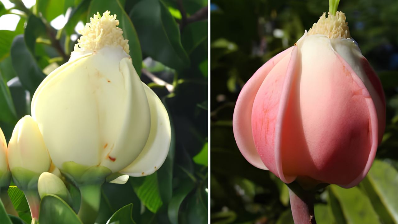Bacuri é uma fruta amazônica rica em minerais e antioxidantes, usada em doces, bebidas, cosméticos e preparações da medicina popular.