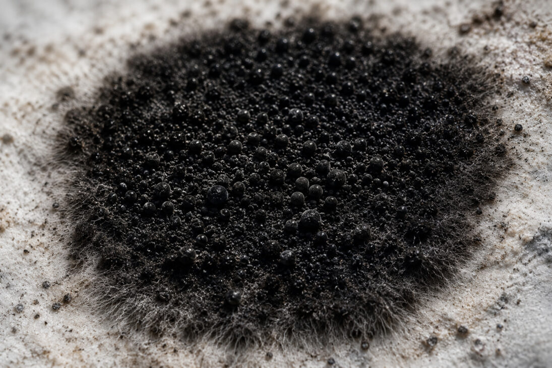 Macrofotografia do fungo negro Cladosporium sphaerospermum, espécie resistente à radiação estudada na antiga usina nuclear de Chernobyl.