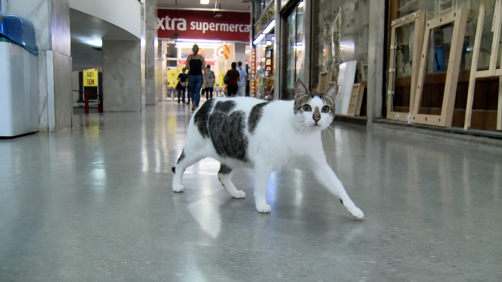 Gato caminha livremente pelos corredores de uma galeria comercial, cenário que representa a disputa judicial pelo direito de circulação do animal em um shopping no Rio de Janeiro.