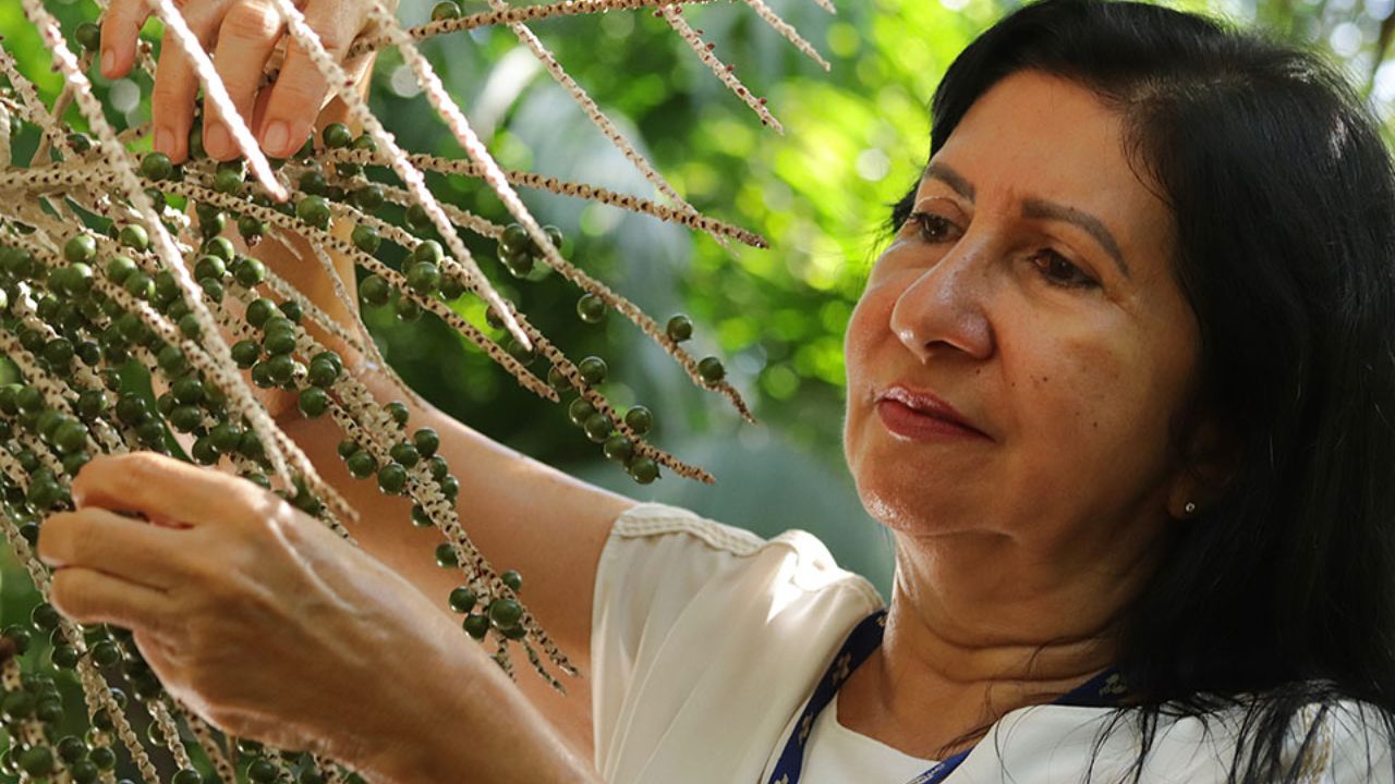 The açaí genome was sequenced by researchers from UFPA and Embrapa and can accelerate productive, resistant, and adapted cultivars to firm land.