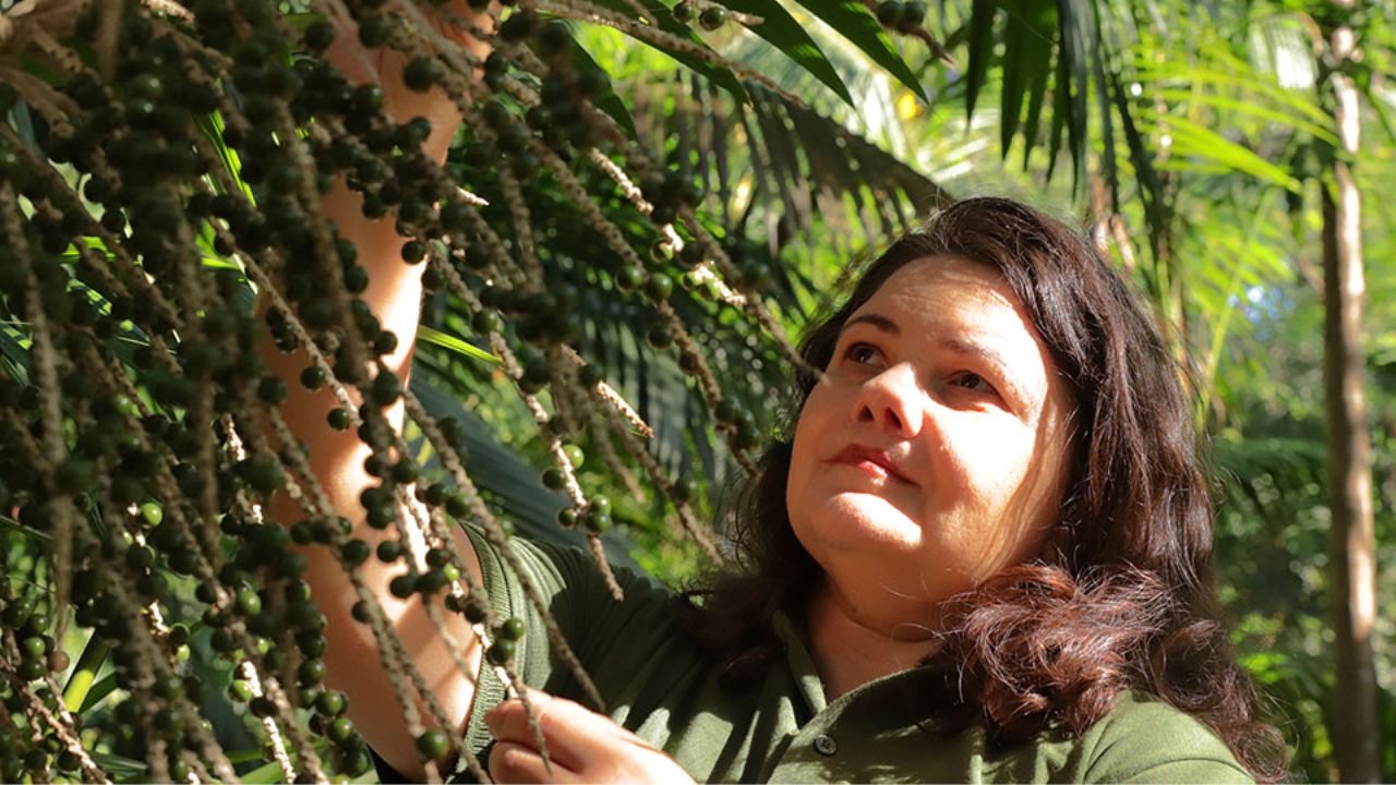 The açaí genome was sequenced by researchers from UFPA and Embrapa and can accelerate productive, resistant, and adapted cultivars to firm land.